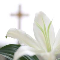 easter-lily